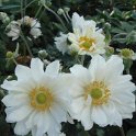 Anemone x hybrida 'Whirlwind' fleur